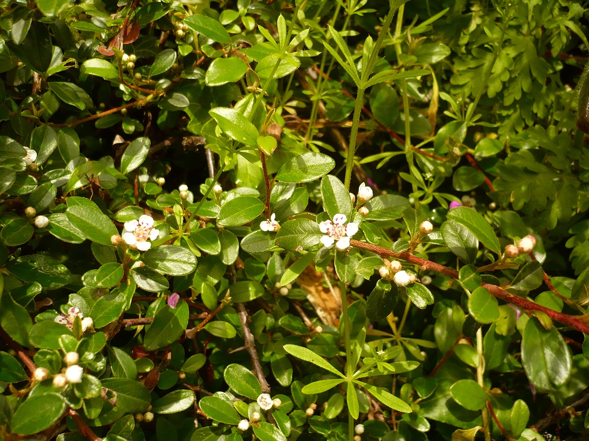 Cotoneaster dammeri (Rosaceae)